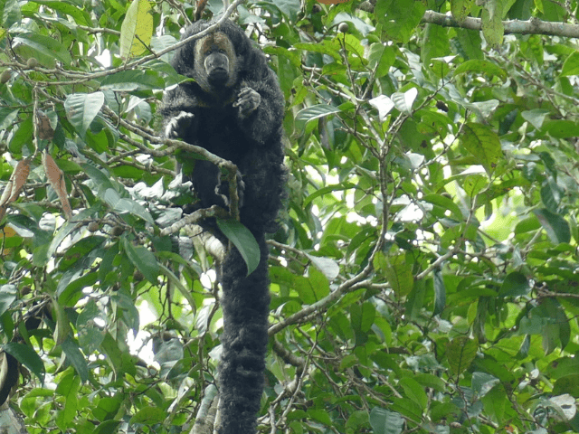 Peru Amazone Cruise La Perla Monk Saki Monkey