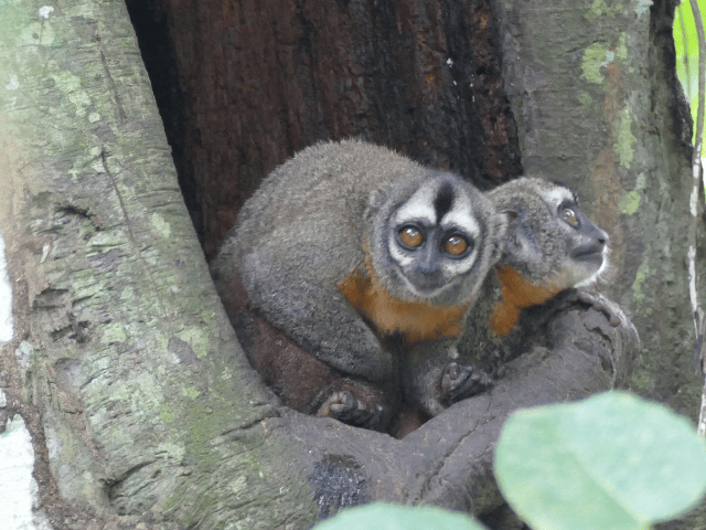 Peru Amazone Cruise La Perla Nachtaapjes