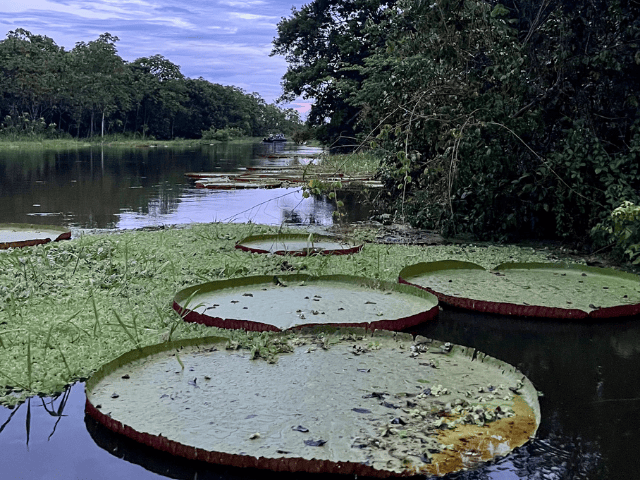 Peru Amazone Cruise La Perla waterlelies Victoria