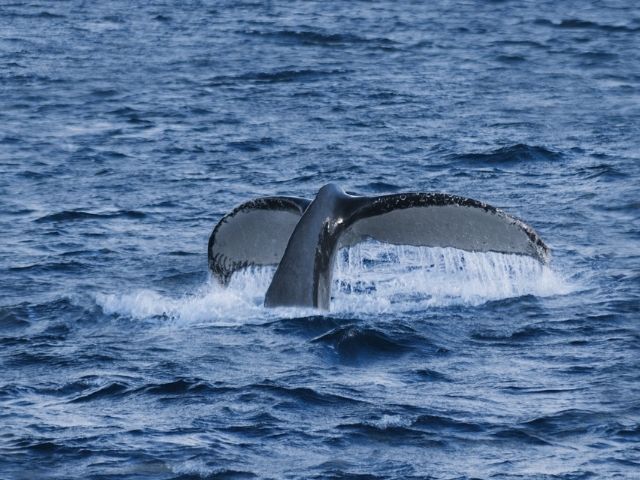 Skorpios Cruises Walvis