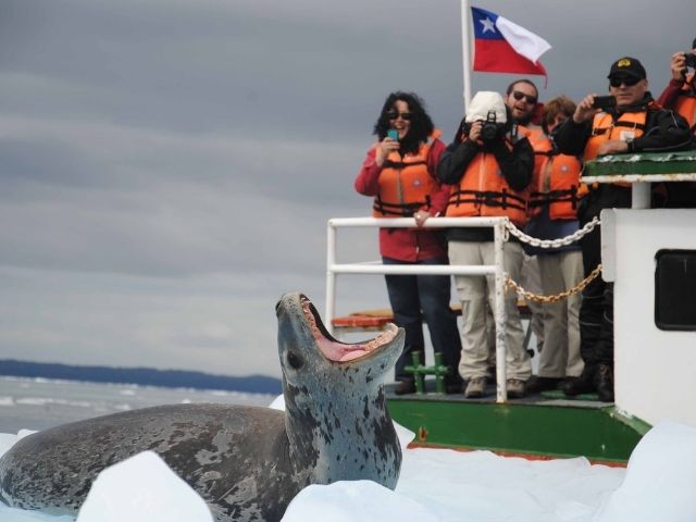 Skorpios Cruises Zeehond spotten vanaf de boot