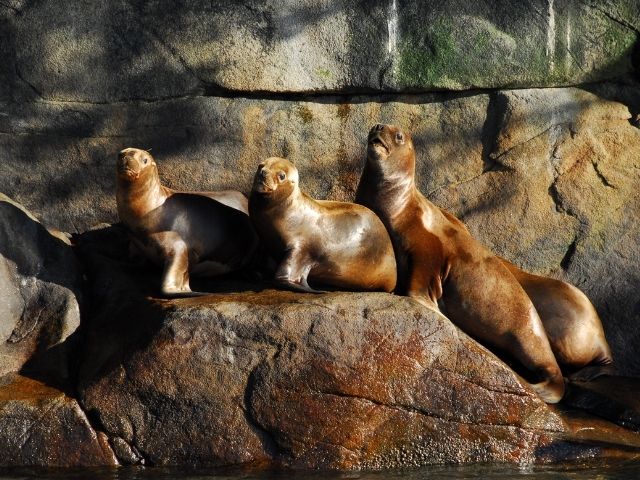 Skorpios Cruises Zeeleeuwen