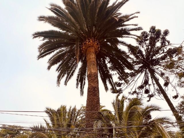 Viña del Mar Chili Botanische tuin