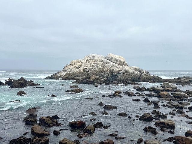 Viña del Mar zeeleeuwen spotten