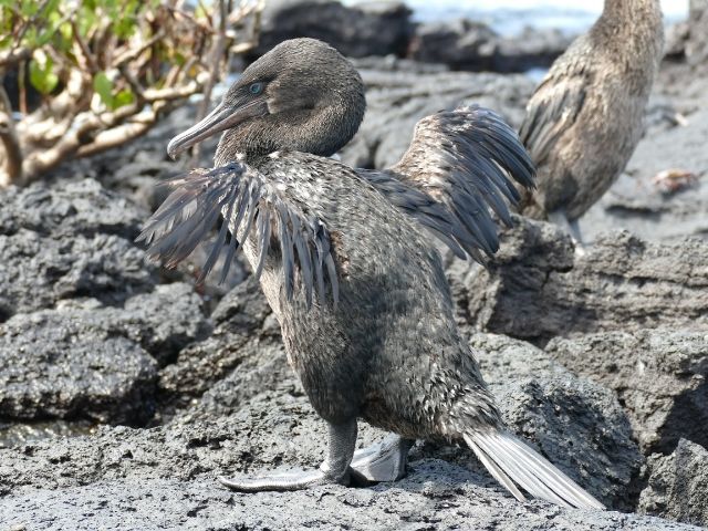 dieren op de Galapagos aalscholver