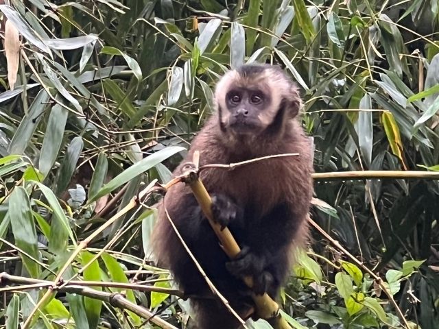 Mooiste plekken in Peru Manu National Park Aapje