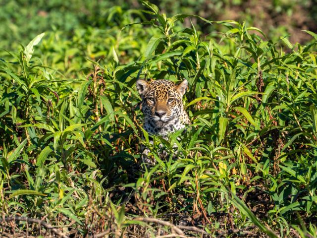 Brazilie Pantanal Jaguar tour