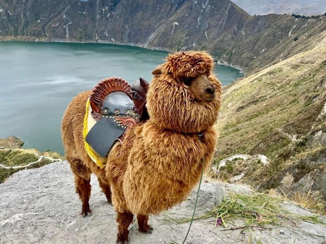 Ecuador Quilotoa kratermeer lama