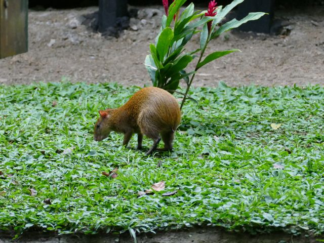 Puerto Maldonado Agouti