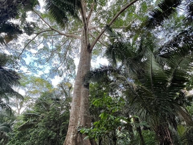 Puerto Maldonado Peru Amazone