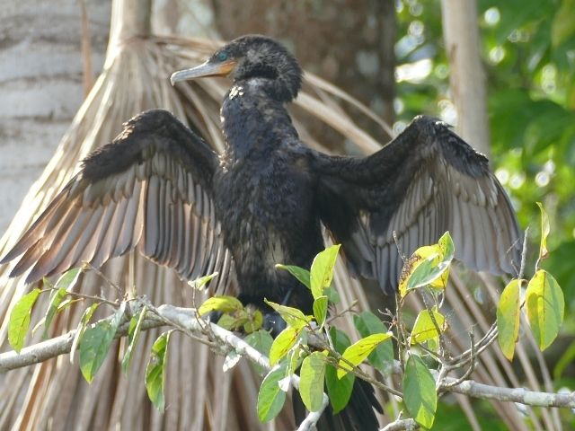 Puerto Maldonado Peru Cormorant
