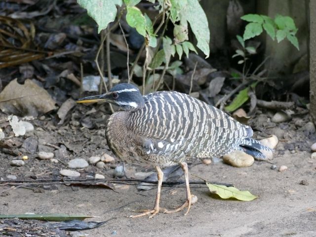 Puerto Maldonado Peru vogel