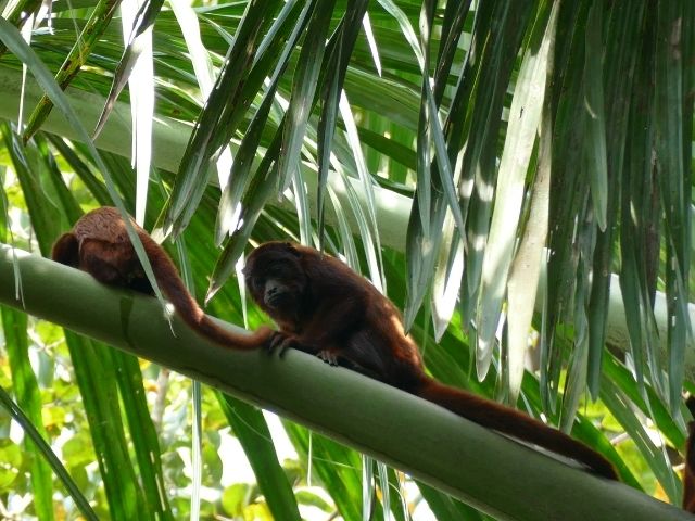 Puerto Maldonado aapje