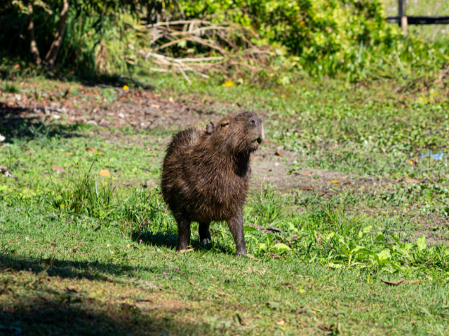 Review Brazilië Floor en Luc