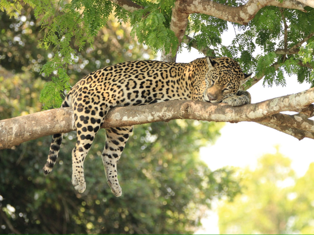 Review Roxanne en Niels Brazilië jaguar