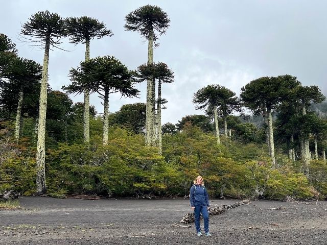 merengebied Chili Nicole Monkey Puzzle Trees