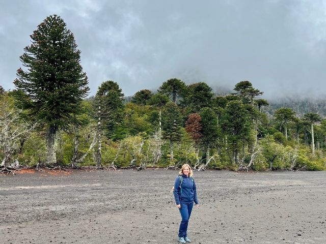 merengebied Chili Nicole met Monkey Puzzle Trees