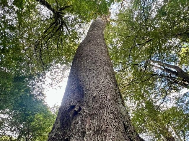 merengebied Chili gigantische bomen