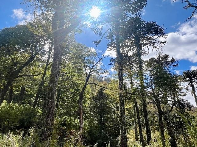 merengebied Chili hiking