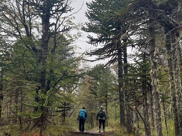 merengebied Chili hiking in de bossen