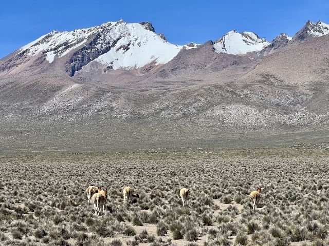 Peru Arequipa Salt Flats vicunas