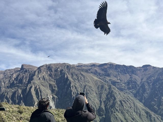 Peru Colca Canyon Condors spotten