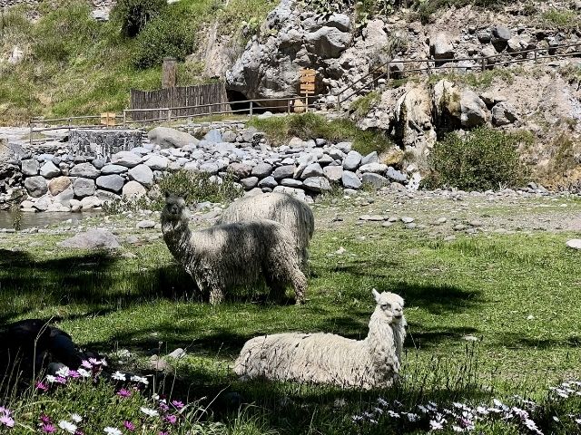Peru Colca Lodge Lamas