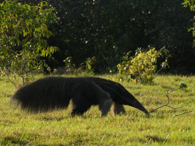 Colombia Los Llanos Reuzenmiereneter