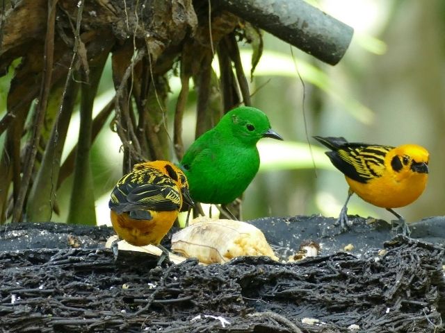 Mindo Ecuador birdwatching