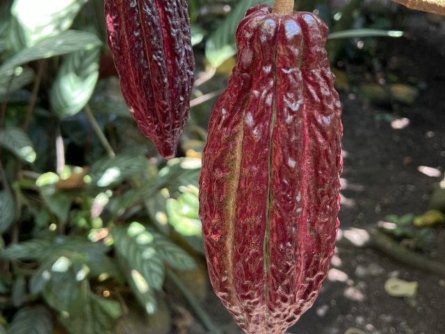 Mindo Ecuador cacao boon
