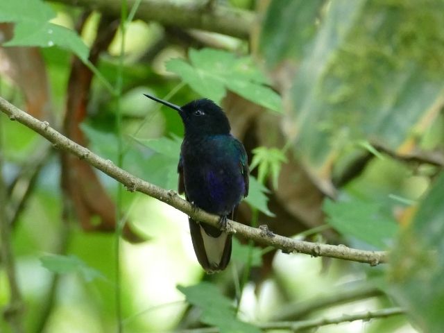 Mindo Ecuador kolibrie
