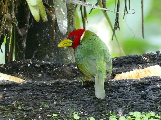 Mindo Ecuador tucan