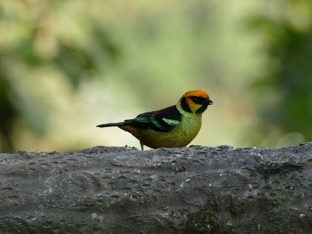 Mindo Ecuador vogel spotten