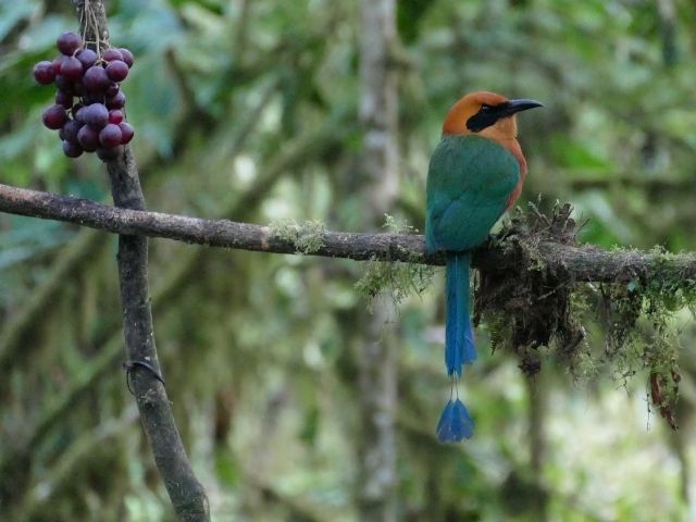 Mindo Ecuador vogel trogon