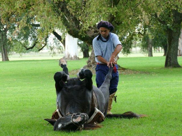 Argentijnse pampa gaucho en paard