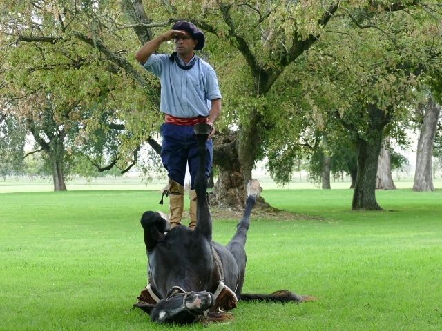 Argentijnse pampa paardenshow